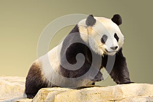 Isolated Walking Giant Panda