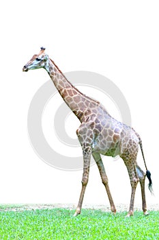 An isolated walking giraffe with white background