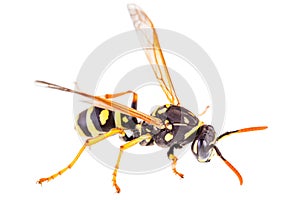 Isolated wasp macro