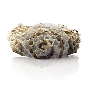 Isolated Wasp Nest On White.