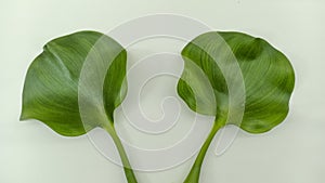 isolated water hyacinth leaf white background with copy space.