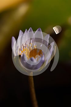 An isolated water lily with purple petals