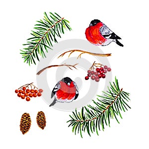 Isolated watercolor bullfinch, fir branch, rowan, pine cone