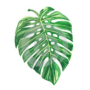 Isolated watercolor green monstera leaf, illustration plant on white background