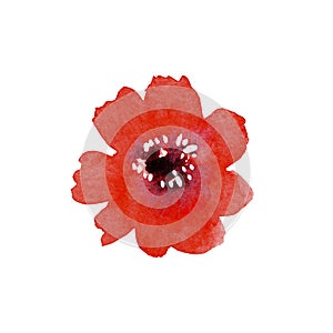 Isolated watercolor illustration of a red gerbera flower on a white background. Element for designers. For cards