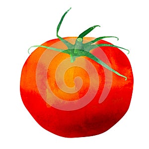 Isolated Watercolor Tomato Illustration
