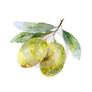 Isolated watercolor vector green olives on branch