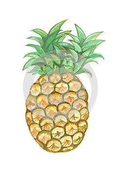 Isolated watercolor yellow pineapple, illustration summer fruit on white background