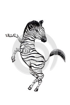 Isolated Watercolor Zebra Illustration