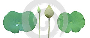 Isolated waterlily leaves with clipping paths on white background
