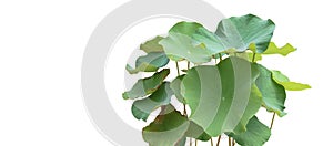 Isolated waterlily leaves with clipping paths on white background