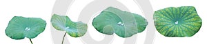 Isolated waterlily leaves with clipping paths on white background