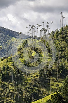 Isolated wax palm trees rising of a green mountain ridge in sunlight against white sky, forested mountain in the back, Cocora