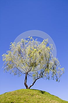 Isolated weeping willow tree on a hill