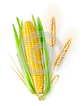 Isolated wheat and corn