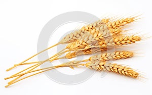 Isolated Wheat Ears on White Background