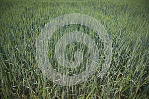 Isolated wheats in field