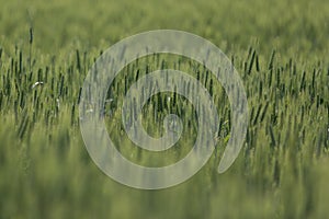 Isolated wheats in field