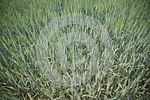Isolated wheats in field