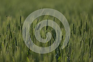 Isolated wheats in field