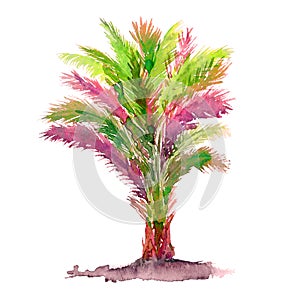 Isolated on white areca palm Dypsis lutescens tree watercolor painting, illustration design element