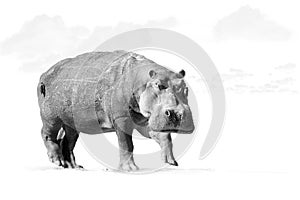 Isolated on white background, artistic, black and white photo of african Hippo, Hippopotamus amphibius, low angle, direct view of