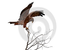 Isolated on white background, Black Kite, Milvus migrans, bird of prey, perched on top of branch