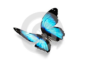 Isolated on white background blue butterfly