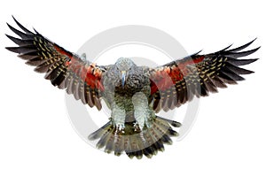 Isolated on white background, brown-green, protected mountain parrot, Kea, Nestor notabilis, flying directly on camera, orange