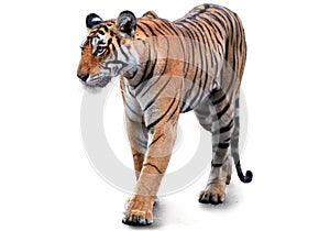 Isolated on white background, close up, wild Bengal tiger, Panthera tigris. Young tigress, walking along the camera, wild animal.