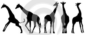 Isolated on a white background, a collection 2 of giraffe vector silhouettes