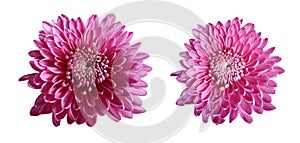 ISOLATED ON WHITE BACKGROUND DAHLIA FLOWER PINK CHRYSANTHEMUM