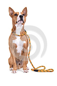 Isolated on a white background.  Dog in orange leash. Red American Pit Bull Terrier. Mixed breed. Masculine dog.