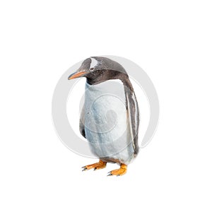 Isolated at white background funny penguin