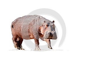 Isolated on white background, Hippo, Hippopotamus amphibius, low angle, direct view of big bull hippo staring at camera. Dangerous