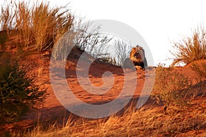 Isolated on white background, Kalahari lion, Panthera leo vernayi, laing on red dune. Big lion male with black mane in typical