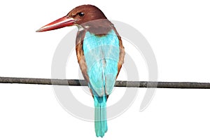 isolated on white background kingfisher bird siting on electric