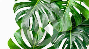 Isolated on white background, monstera plant leaves, the tropical evergreen vine