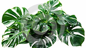 Isolated on white background, monstera or split-leaf philodendron leaves (Monstera deliciosa) the tropical