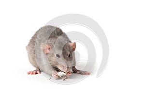 Isolated on white background a rat gnaws a pumpkin seed. Pink ears, black eyes, decorative rat, pet