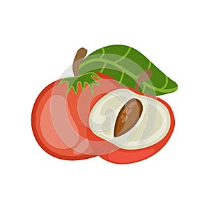 Isolated on white background, a set of fresh pink peaches with green leaves in picture style. Flat vector illustration