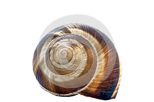 Isolated on white background shell helix