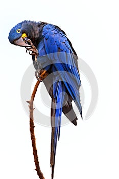 Isolated on white background, vertical view of large blue parrot, Hyacinth macaw, Anodorhynchus hyacinthinus, perched on twig.