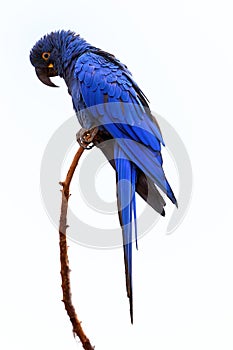 Isolated on white background, vertical view of large blue parrot, Hyacinth macaw, Anodorhynchus hyacinthinus, perched on twig.