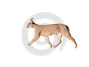 Isolated on white background, wild Caracal, side view on walking desert lynx in Kgalagadi transfrontier park.  Traveling Kalahari