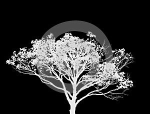 An isolated white bare leafless tree silhouette and white flying bird against black sky background illustration.