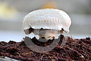 Isolated white basidiomycete mushroom, Agaricus bisporus on a soil