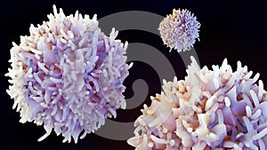 Isolated white blood cells called lymphocytes or B cells photo