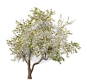 Isolated white blooming apple-tree