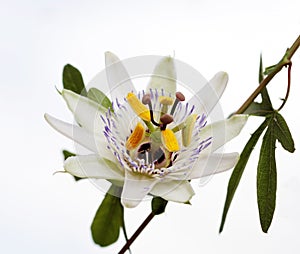 isolated white blue passion flower Passiflora caerulea